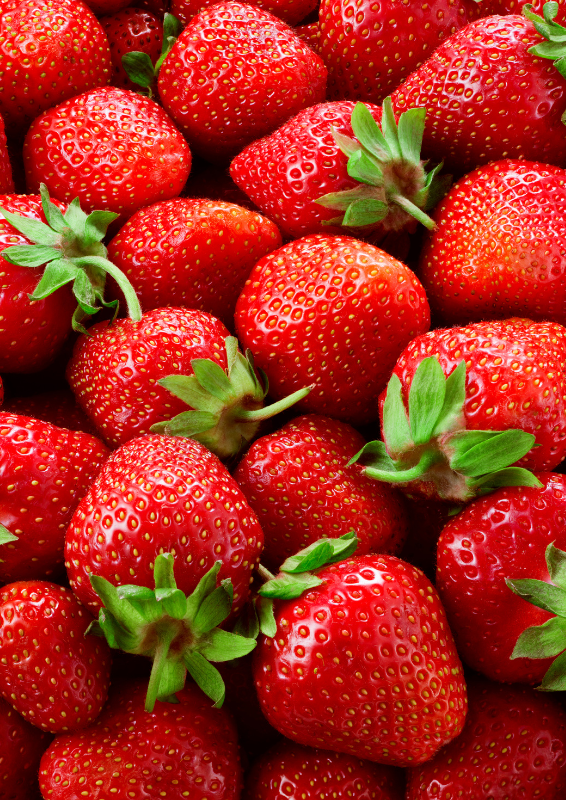 Gros plan sur des fraises rouges bien mûres, brillantes et garnies de feuilles vertes fraîches.