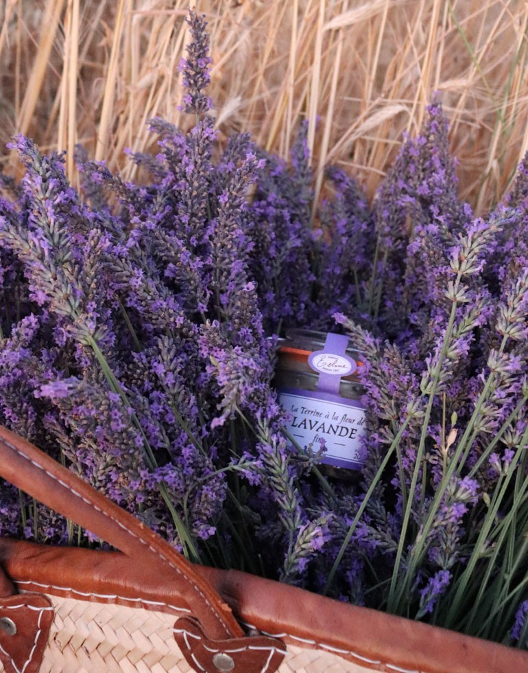 Un pot de terrine à la fleur de lavande fine de la Maison Telme est niché dans un bouquet de brins de lavande, entouré de tiges dorées de blé sec. Le pot en verre est orné d'une étiquette violette indiquant "La Terrine à la fleur de lavande fine". Il est placé dans un panier en osier tressé avec des anses en cuir marron, créant une ambiance rustique et champêtre. La scène évoque les paysages de Provence en été, avec la lavande vibrant dans des tons violets sous une lumière douce.